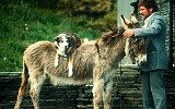 Touristenszene bei den Klippen von Moher, County Clare - Zigeuner, Esel und Hund mit Pfeife